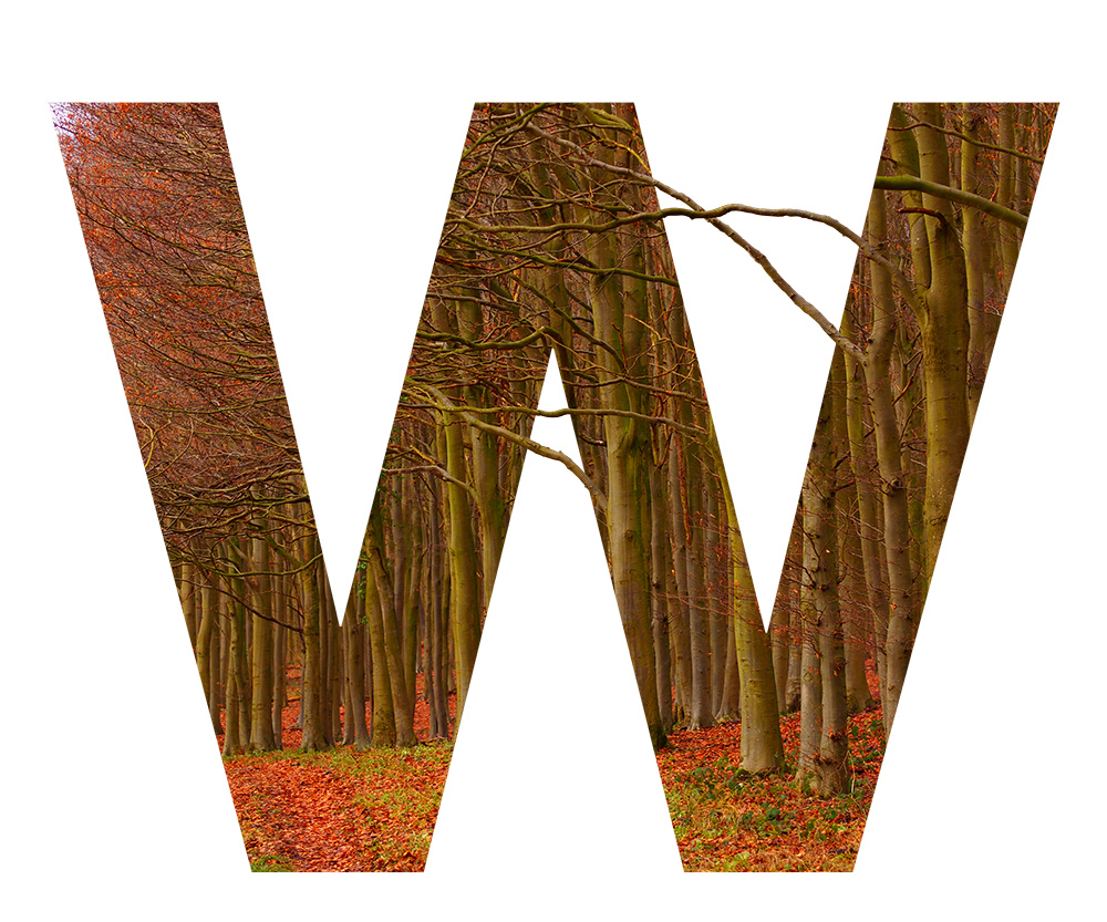 W is for Wytham Woods