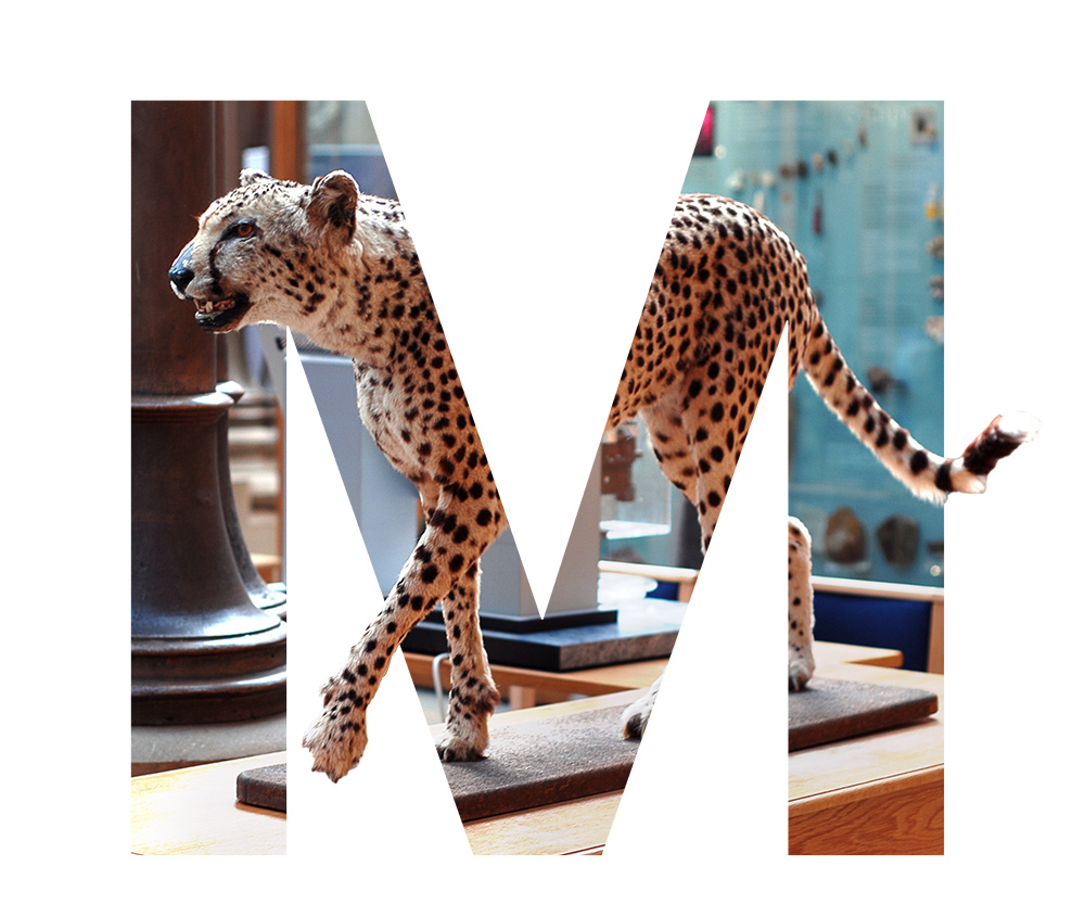 A cheetah in the Museum of Natural History