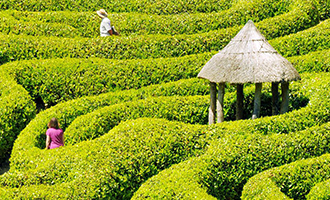 Hedge maze