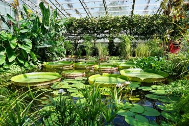 Image of the giant Amazonian waterlilies at Oxford Botanic Garden
