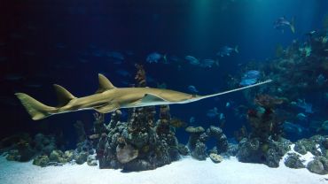 small shark with extended snout swimming past rocks