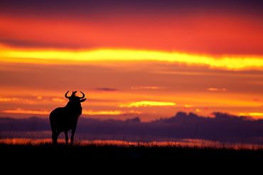 Wildebeest