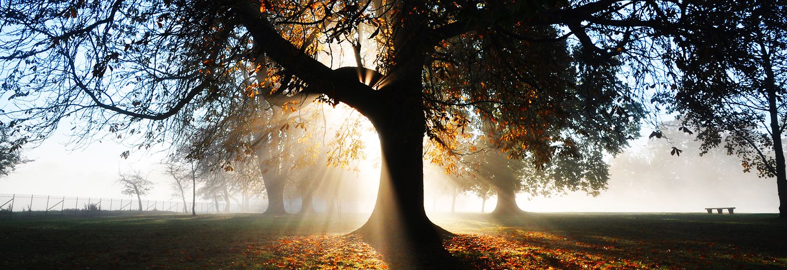 Sun rising behind a tree on a misty morning
