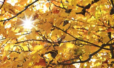 yellow autumn leaves