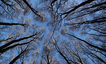 TREES AT Wytham Woods