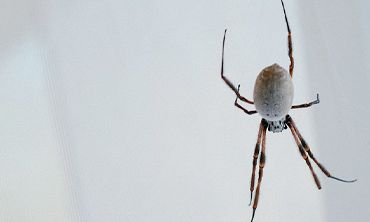 A spider