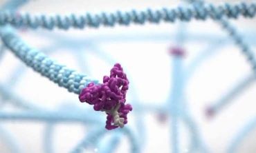 Graphic depiction of a motor protein, DNA and an adapter sequence