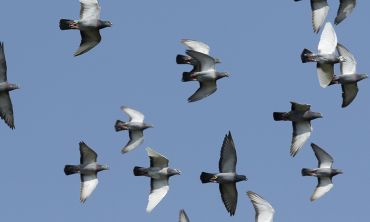 a flock of pigeons
