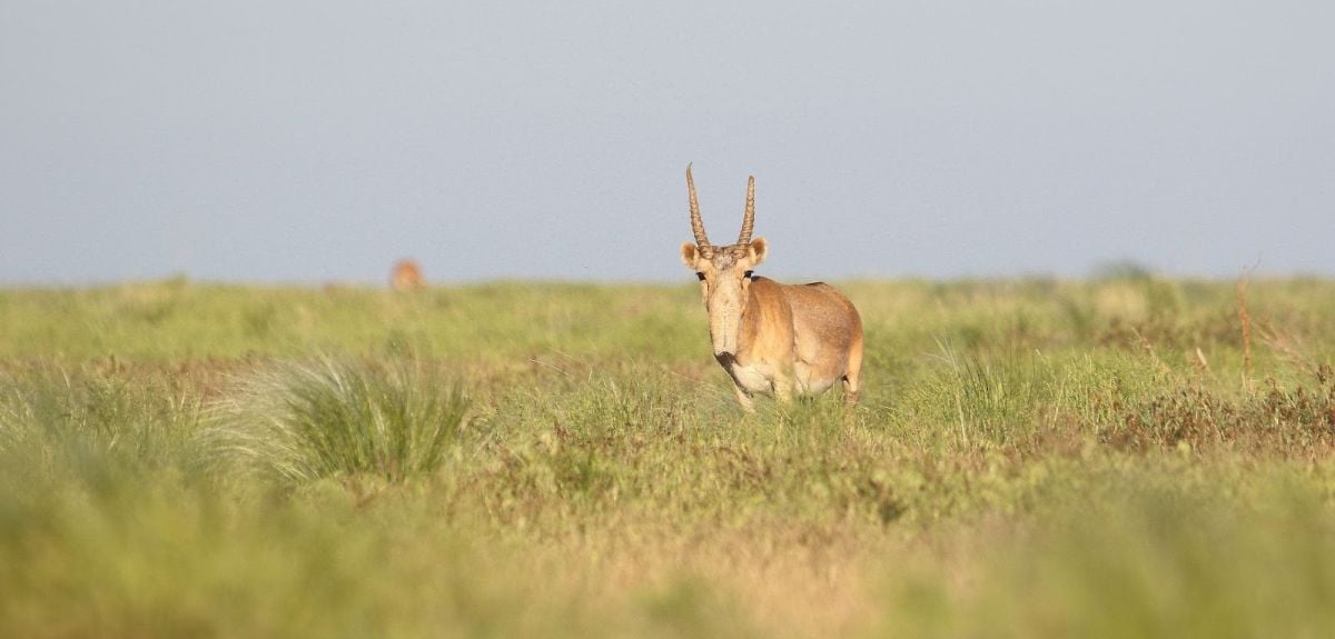A male saiga in Ural, May 2019 (c) Albert Salemgareyev