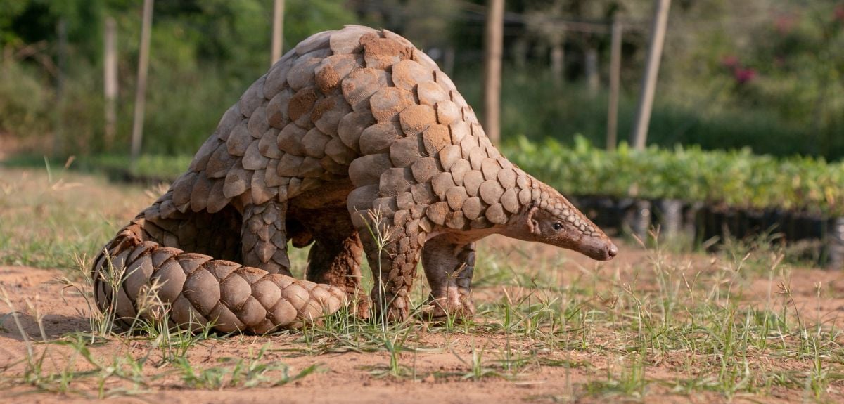 An Indian Pangolin. Image credit: Shutterstock