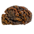 A preserved human brain.