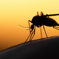 Photo | Mosquito 