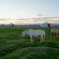 Mongolian horses and tents at dawn