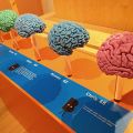 an exhibition of brains
