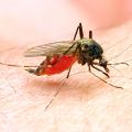 Close up of mosquito