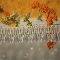 Artistic impression of a plasma membrane of a human cell